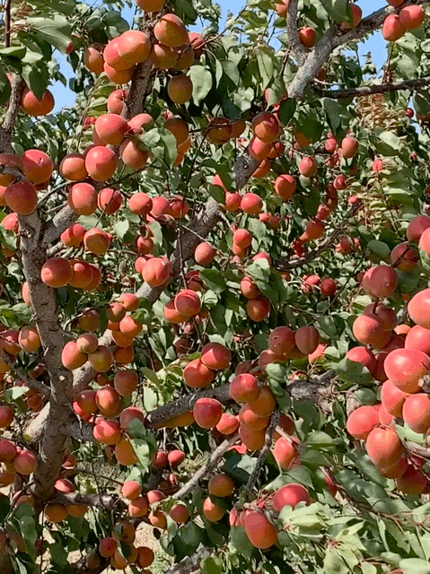 abricot_sur_l_arbre